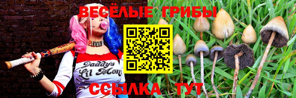 Псилоцибиновые грибы Psilocybe  Псилоцибиновые грибы GOLDEN TEACHER  Кириши  наркошоп  Вход с VPN 